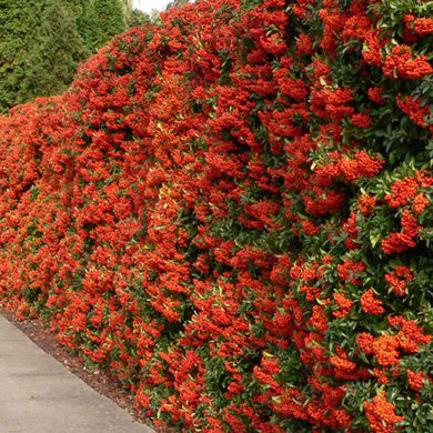 A dense hedge covered with clusters of bright orange-red berries lines a sidewalk, with green foliage visible in between the berries.