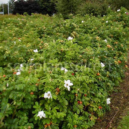 Dense green bushes with scattered white flowers and some orange rose hips, growing outdoors in a garden or natural setting, with trees and grass visible in the background.