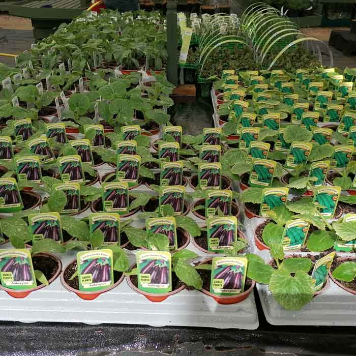 Rows of small potted eggplant seedlings with green leaves are displayed for sale at a garden center, each pot labeled with a tag showing an image of eggplants.
