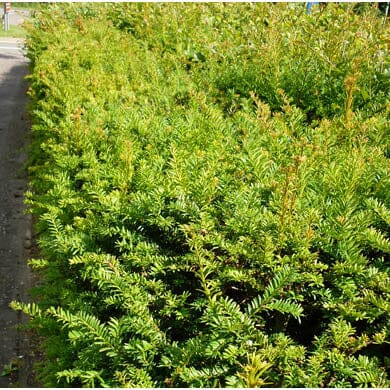 Dense, green yew hedge growing alongside a path, with upright branches and needle-like leaves. Sunlight highlights the fresh, vibrant foliage.
