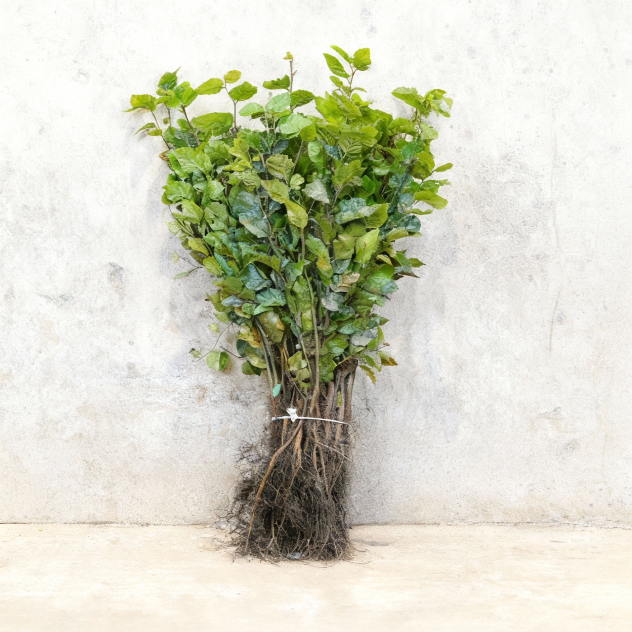 Fagus sylvatica (Green Beech) 40-60cm bare root hedging.