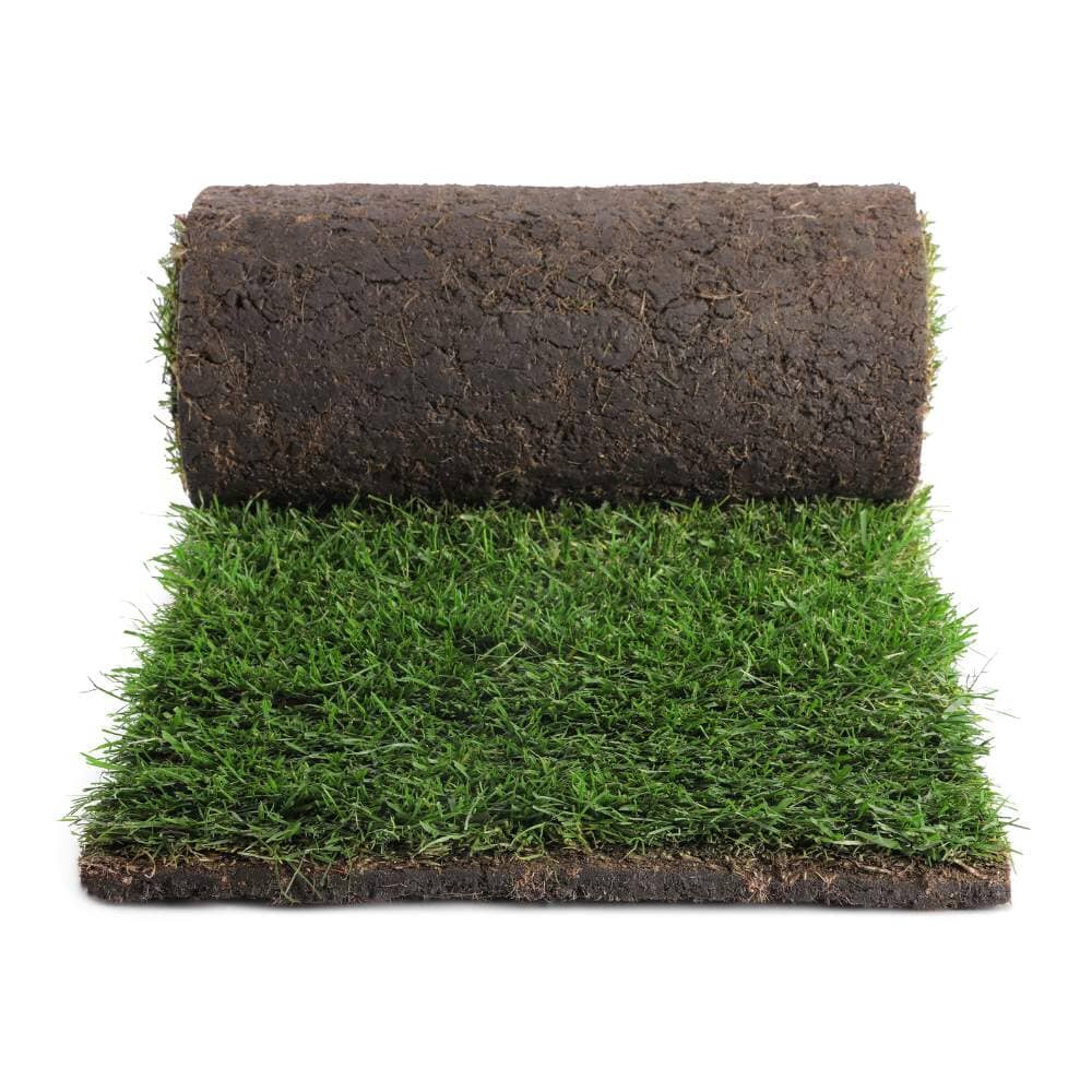 Lawn grass turf roll premium quality for garden use.