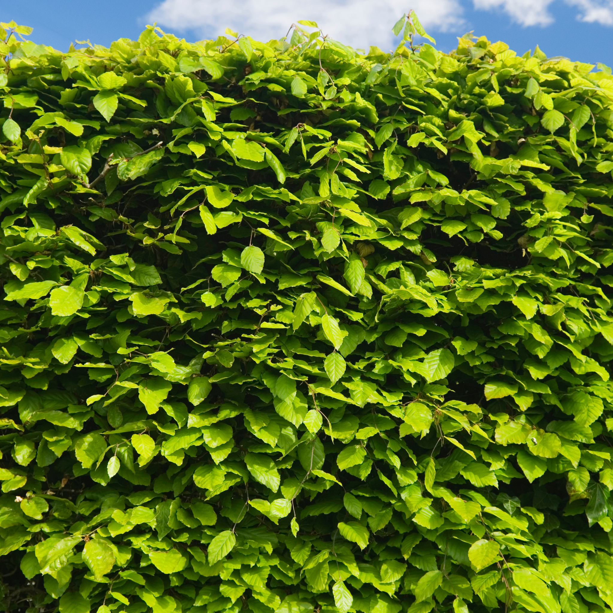 Green Beech 40/60cm Bare Root (Fagus sylvatica)