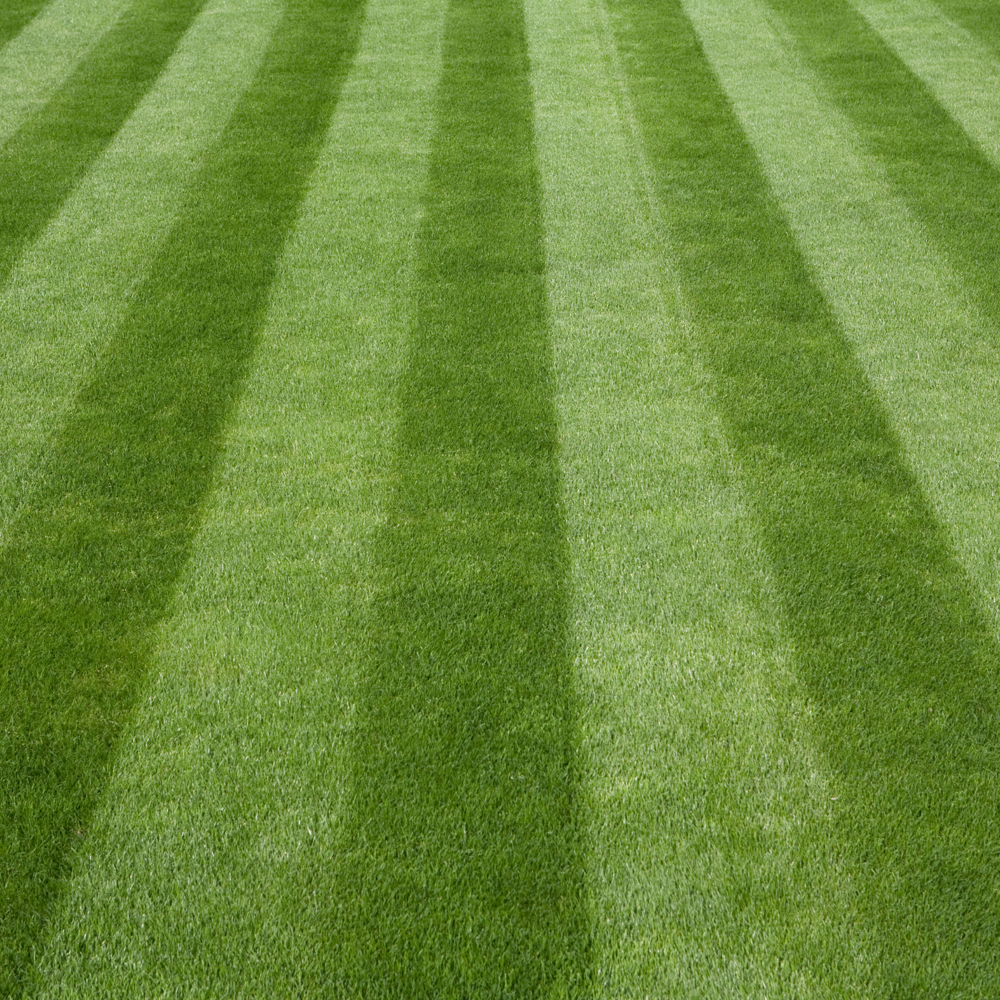 Lawn seed 20m2 for vibrant, dense green grass and striped appearance maintenance.