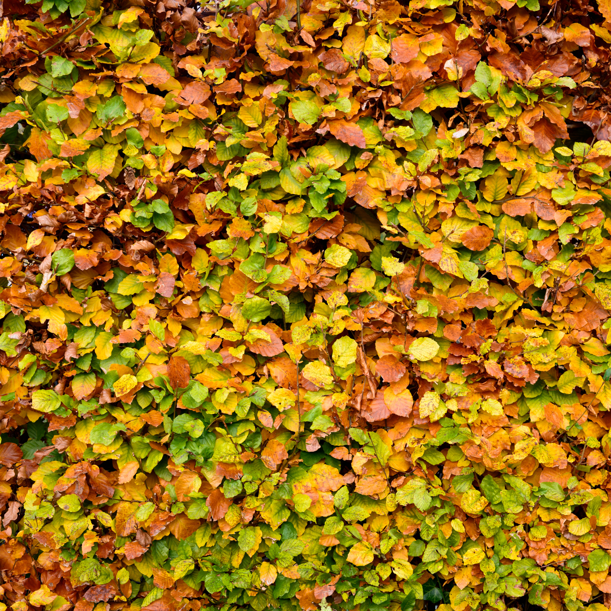 Green Beech 40/60cm Bare Root (Fagus sylvatica)