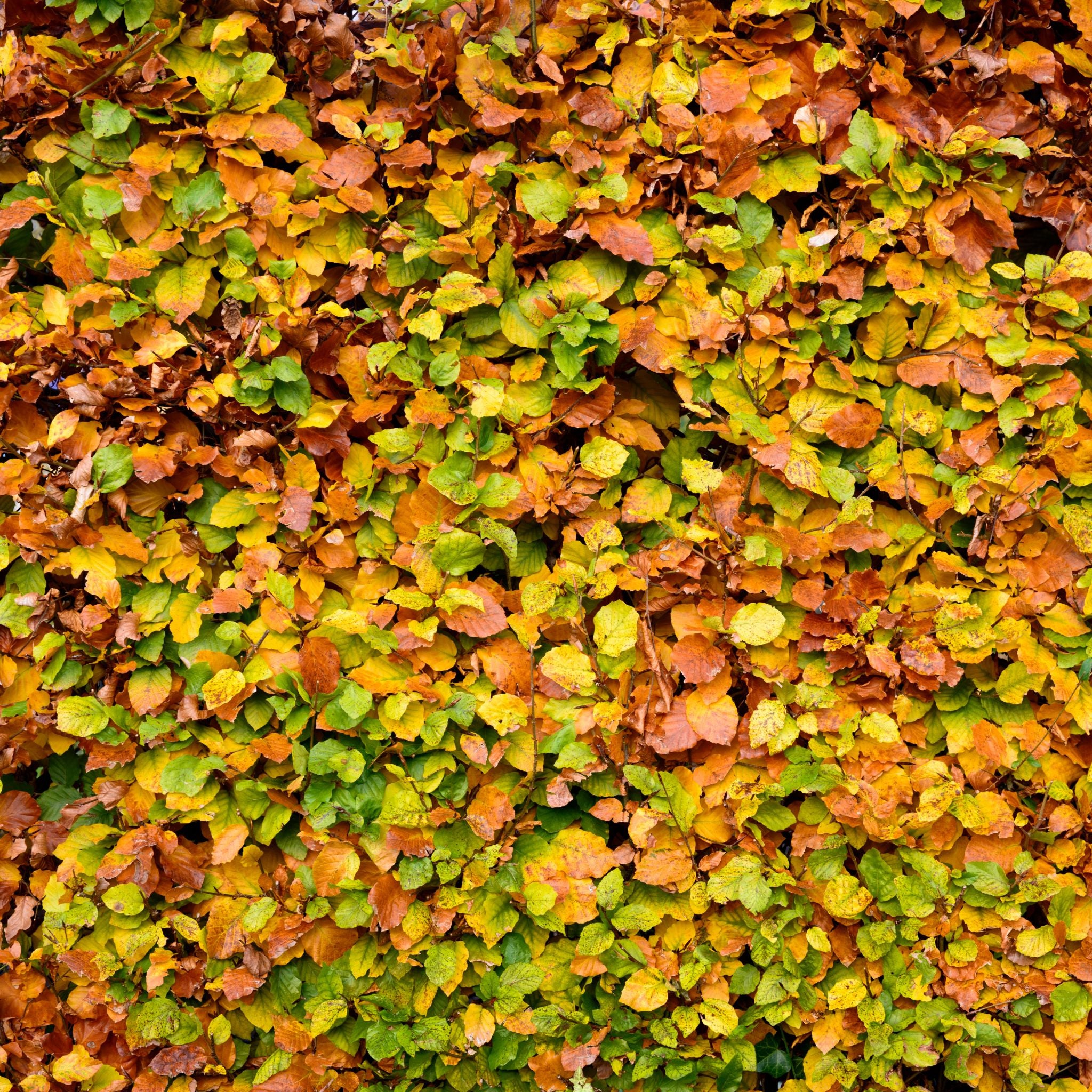 Fagus sylvatica (Green Beech) 40-60cm bare root hedge plant.