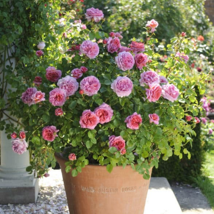 Roses
