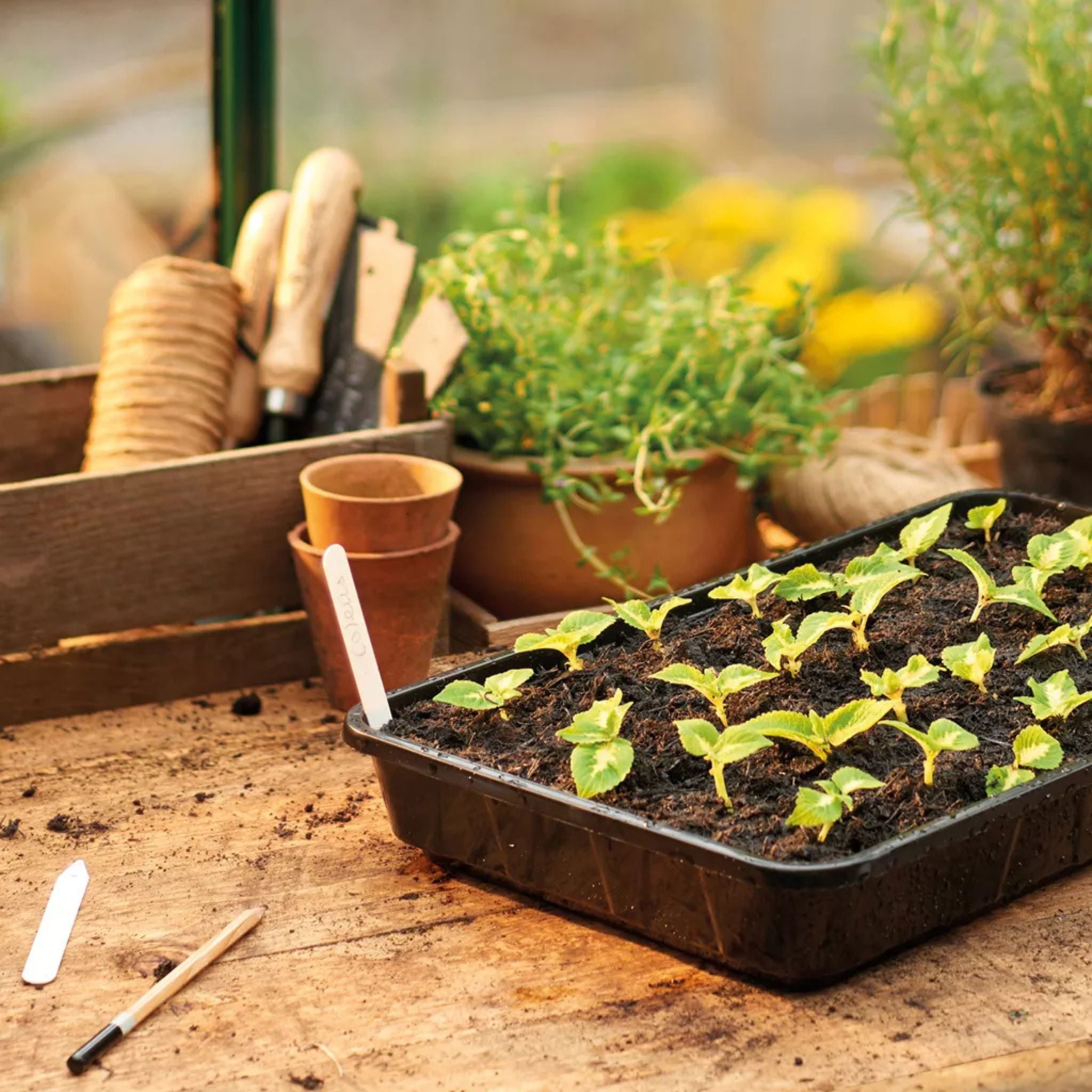 Standard seed tray rigid plastic for seed sowing and seedling raising.