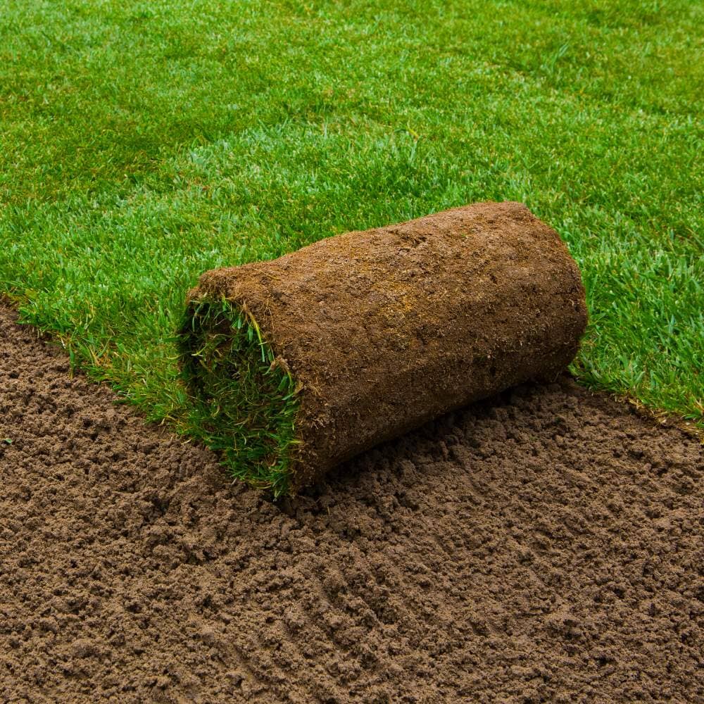 Lawn turf roll premium quality for instant grass repair and lawn establishment.