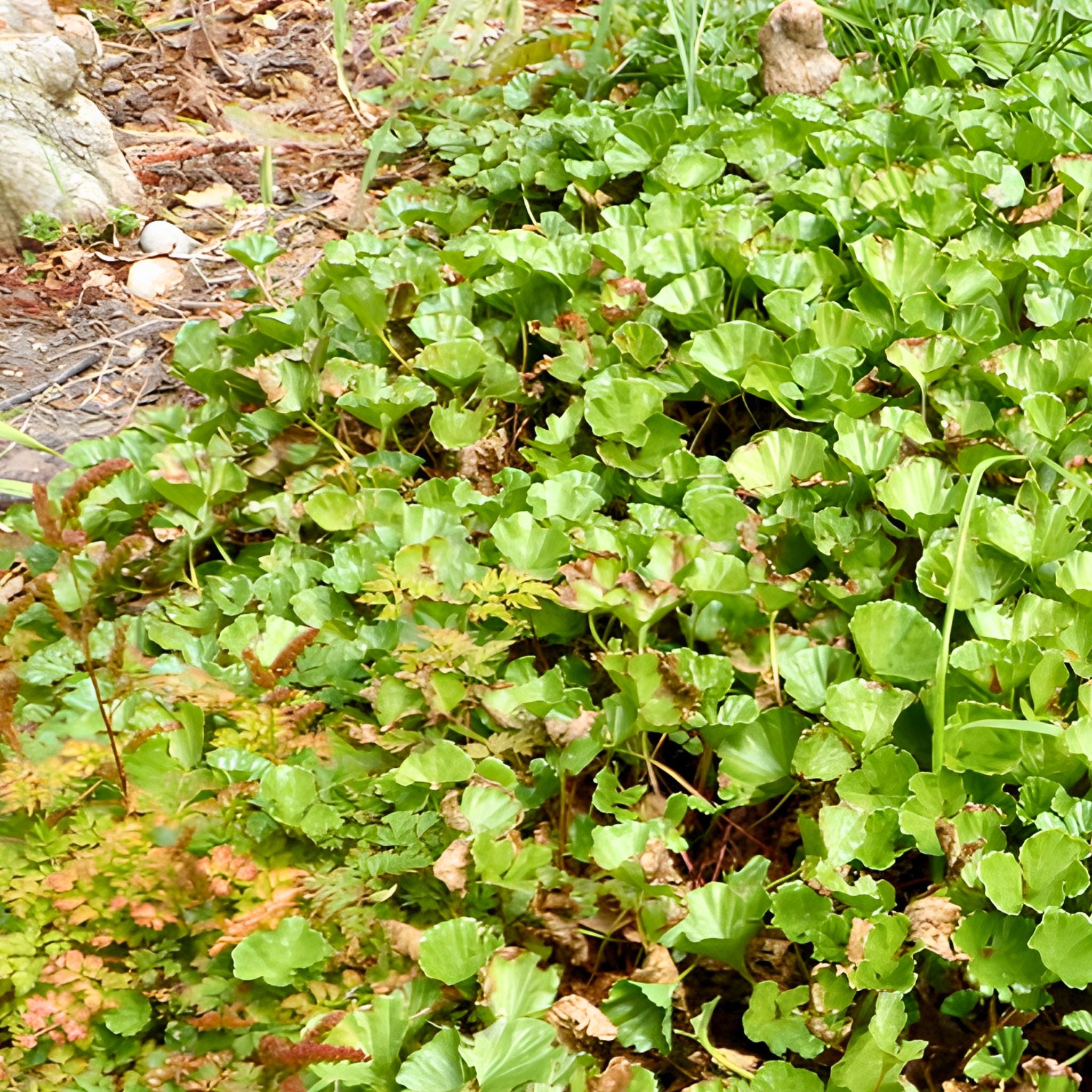 Gunnera magellanica pot grown perennial ground cover plant.