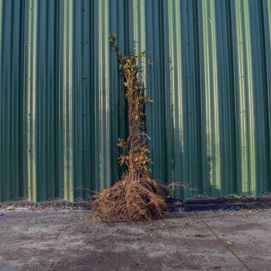 Acer campestre (Field Maple) 120-150cm bare root hedge plant.