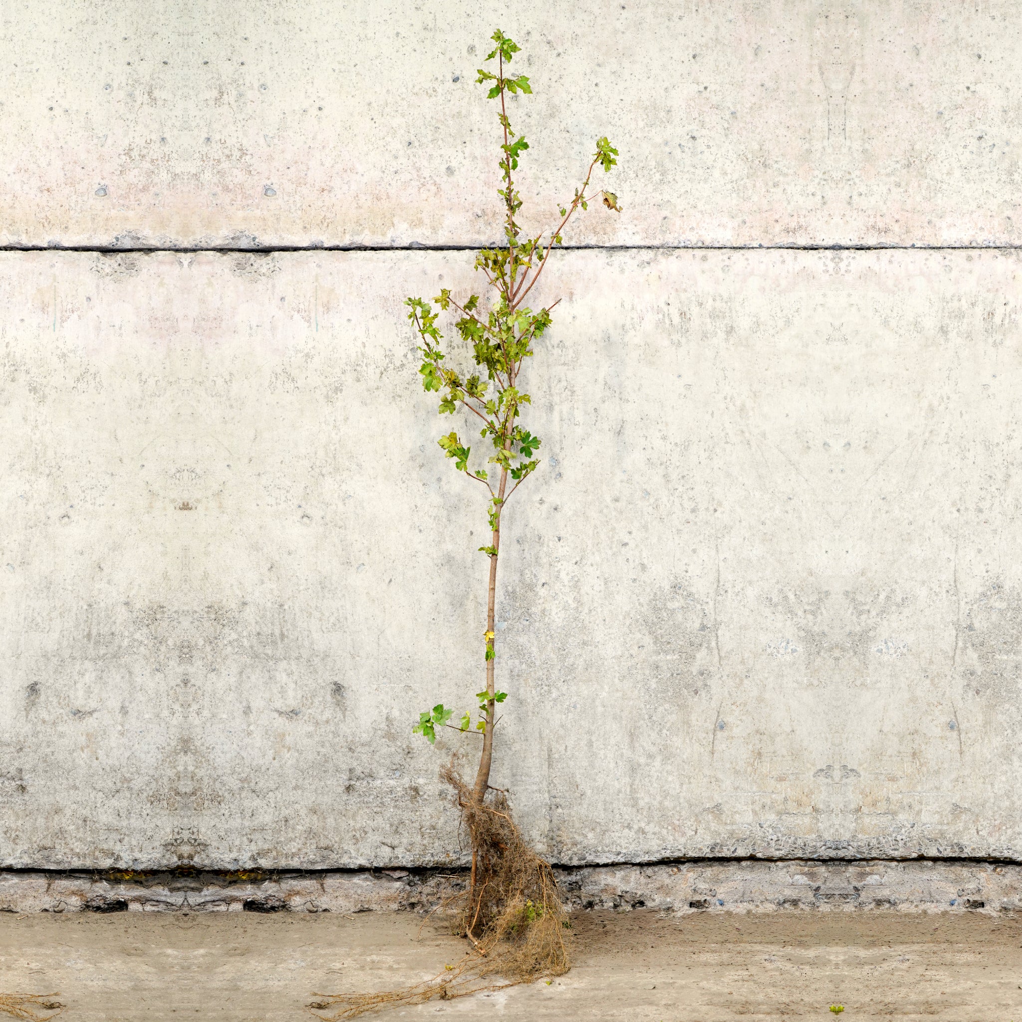 Field Maple bare root hedge 120-150cm