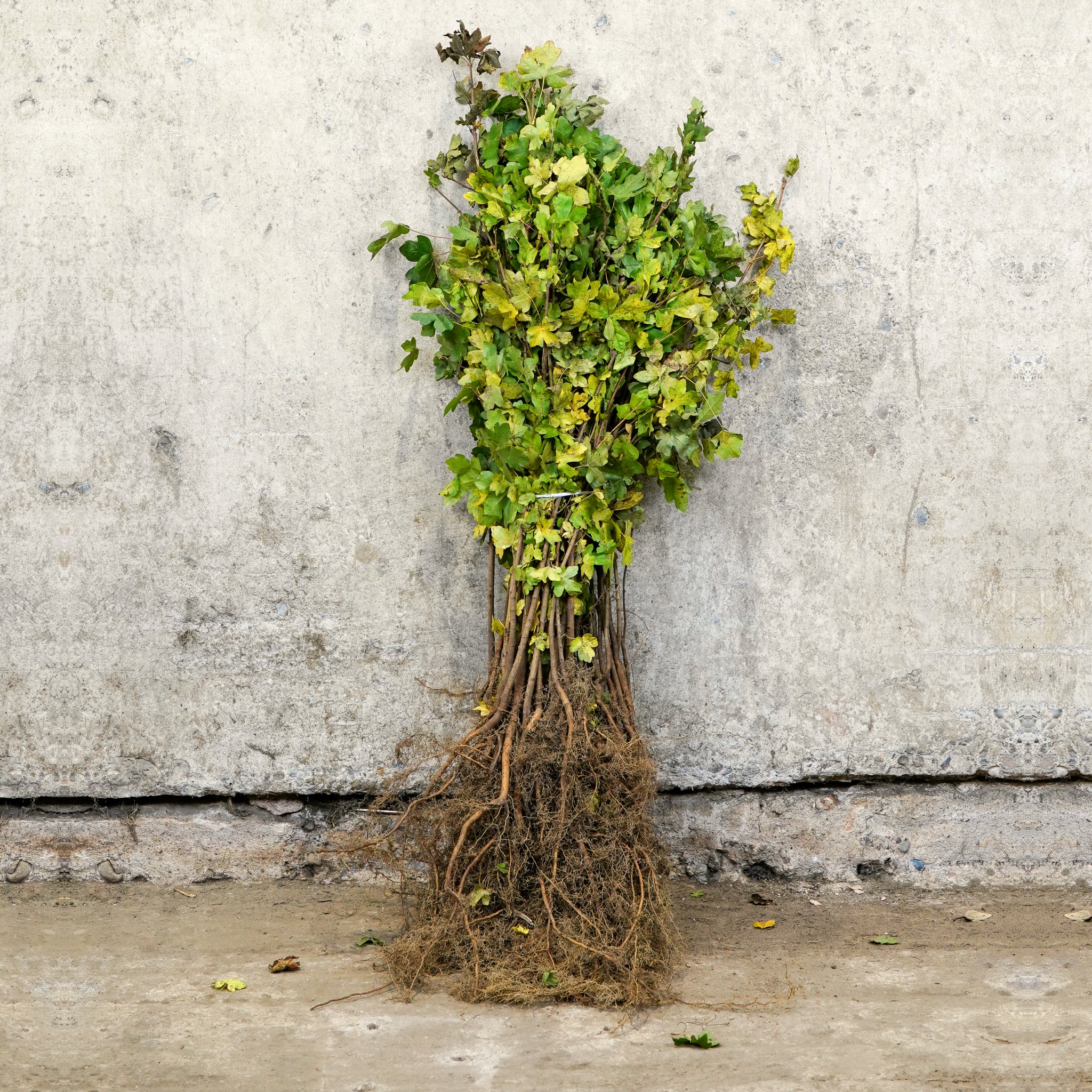 Field Maple bare root hedging 40-60cm (Acer campestre)