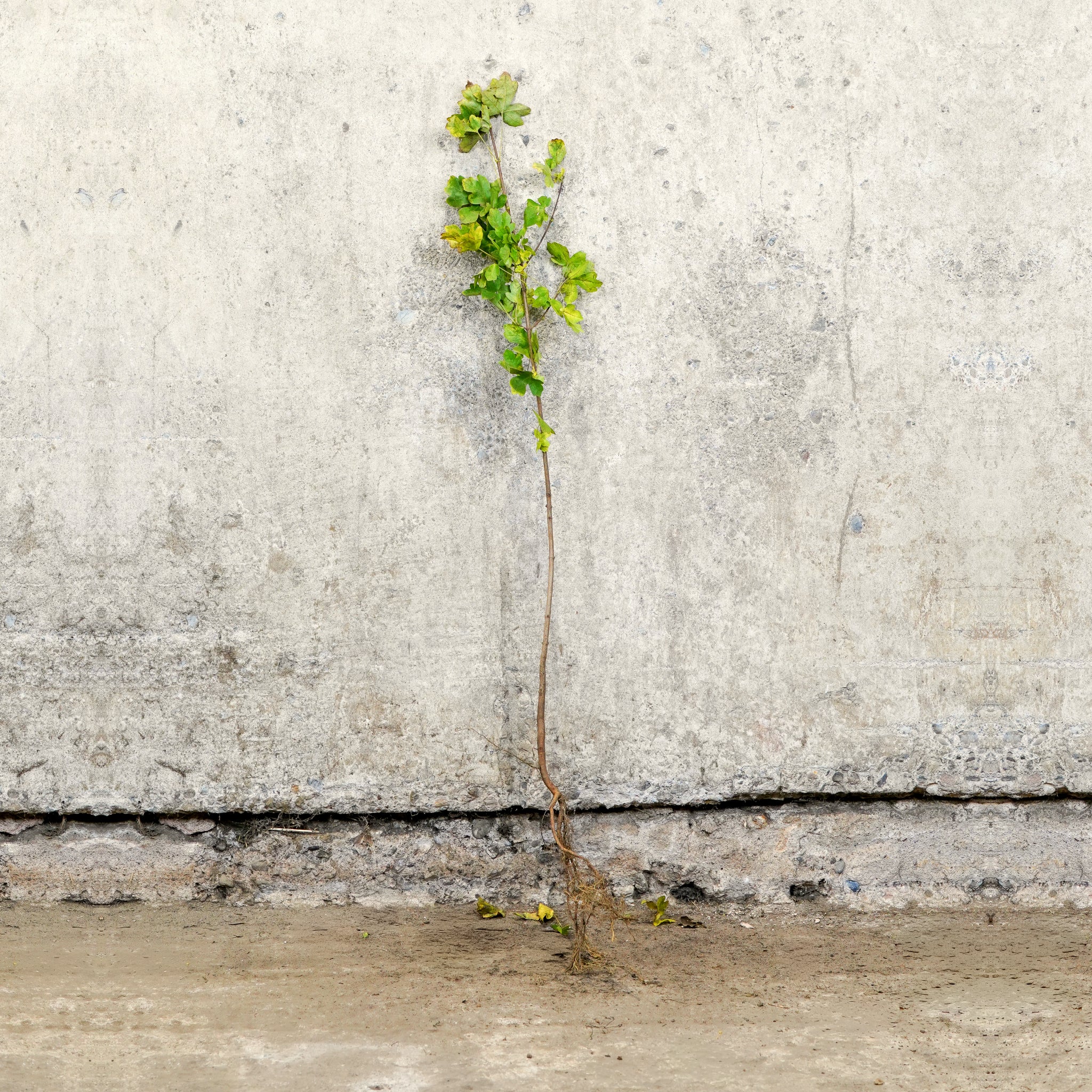 Field Maple bare root hedging 40-60cm (Acer campestre)