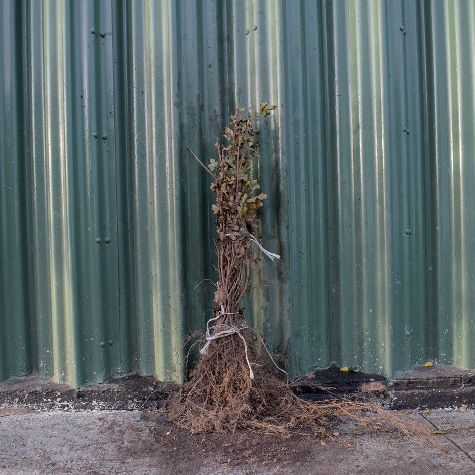 Acer campestre (Field Maple) 40–60cm bare root hedging plant.