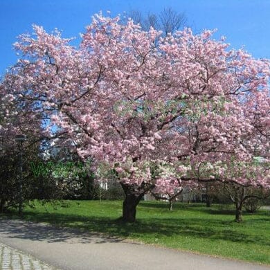 Prunus 'Accolade' (flowering cherry) 150-165cm bare root tree.