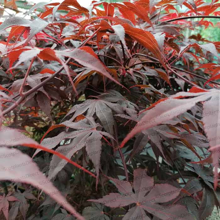 Acer palmatum 'Bloodgood' (Japanese Maple) 40-50cm pot grown plant.