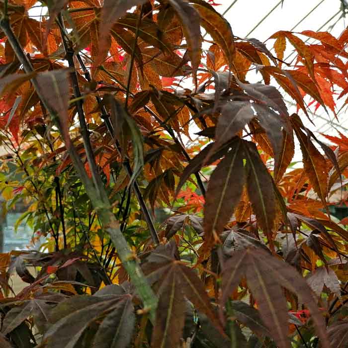 Acer palmatum 'Atropurpureum' (Japanese Maple) 50-60cm pot grown shrub.