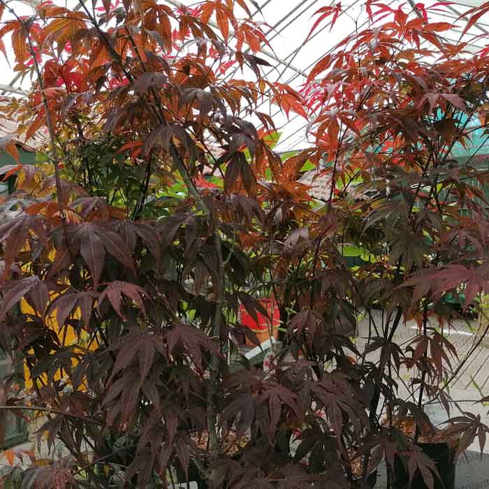 Acer palmatum 'Atropurpureum' (Japanese Maple) 50-60cm pot grown garden plant.