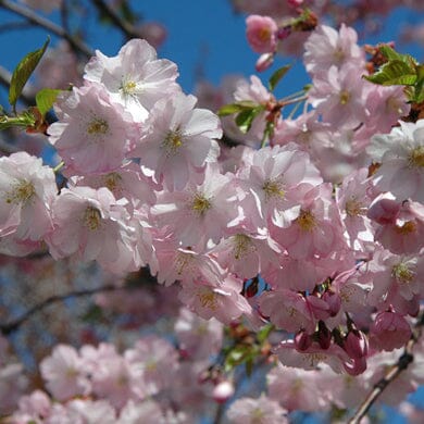 Prunus 'Accolade' (Flowering Cherry) 150-165cm bare root tree.
