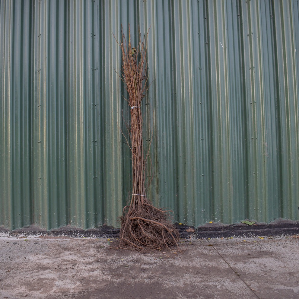 Alnus glutinosa (Common Alder) 100–125cm bare root hedge plant.