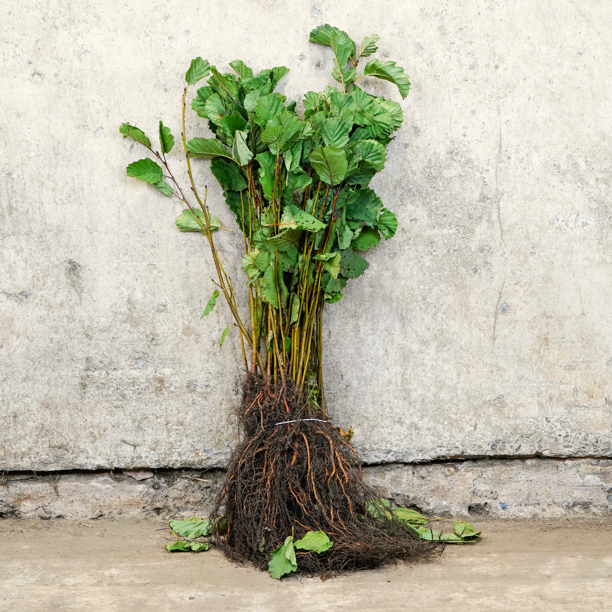 Common Alder bare root hedging 40-60cm