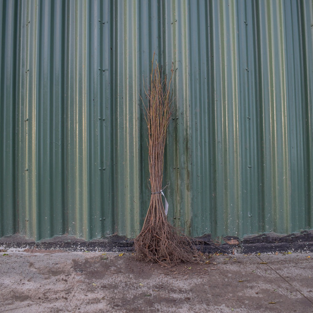 Alnus glutinosa (Common Alder) 60-80cm bare root hedging plants.