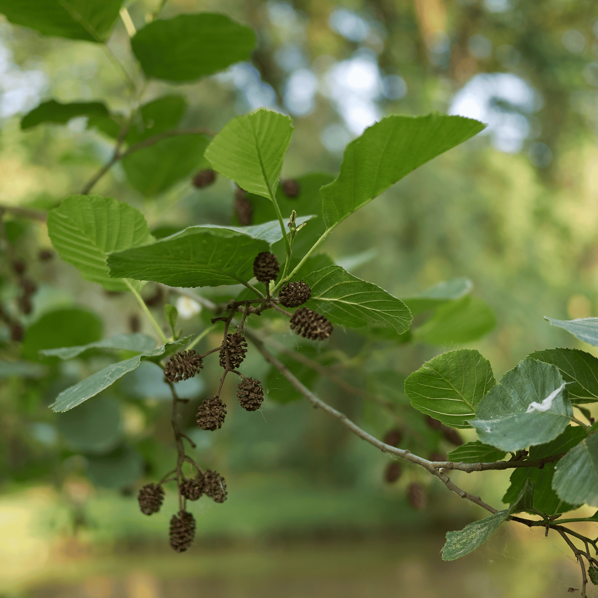 Common Alder (Alnus glutinosa) foliage detail