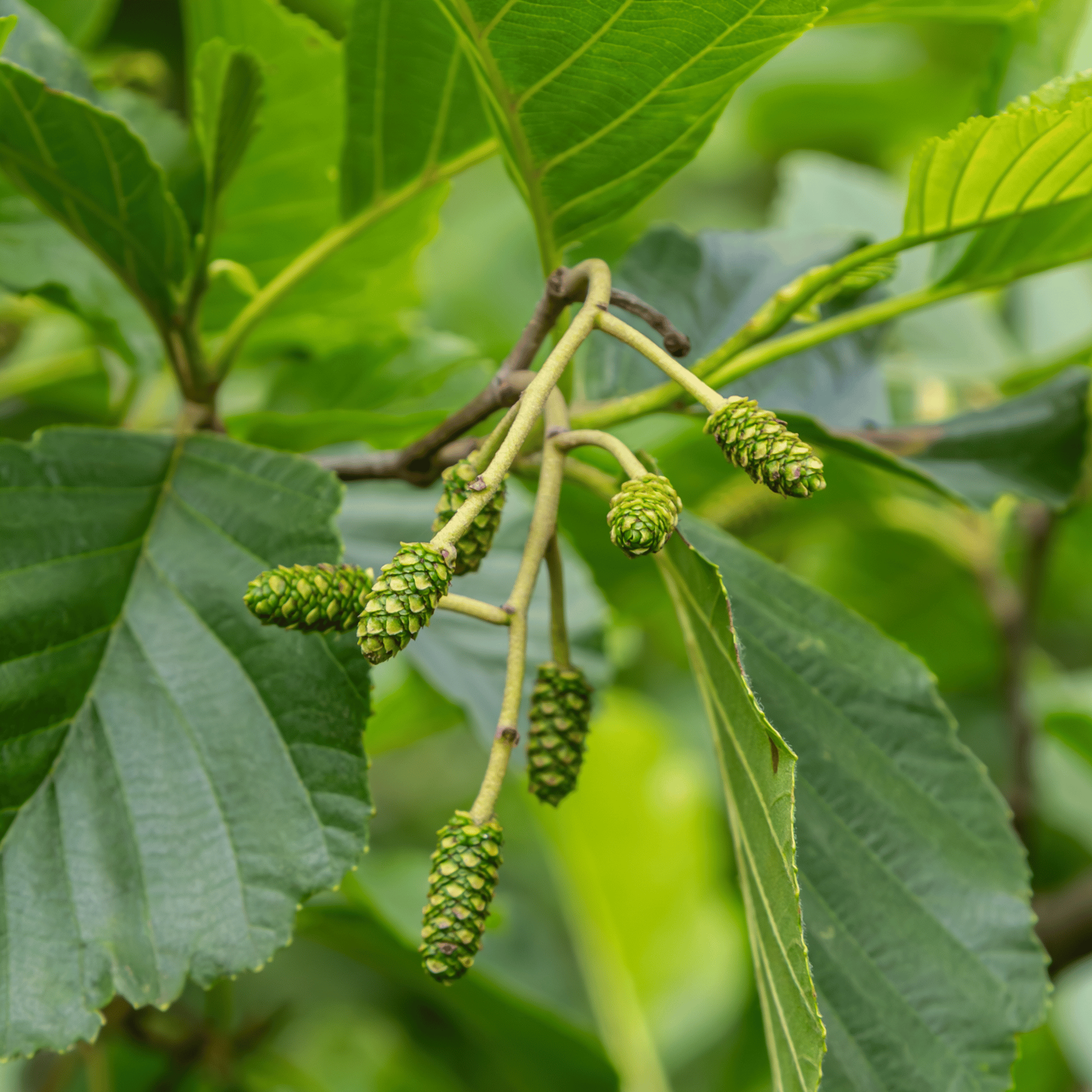 Common Alder (Alnus glutinosa) foliage detail