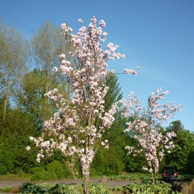 Prunus 'Amanogawa' (Japanese Cherry) 150-175cm pot grown trees.