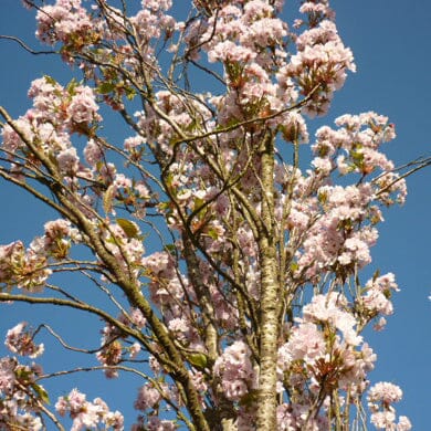 Prunus 'Amanogawa' (Japanese Cherry) 150-175cm pot grown tree.