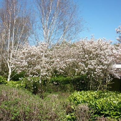 Amelanchier canadensis (Juneberry) 40-60cm bare root hedging plant.