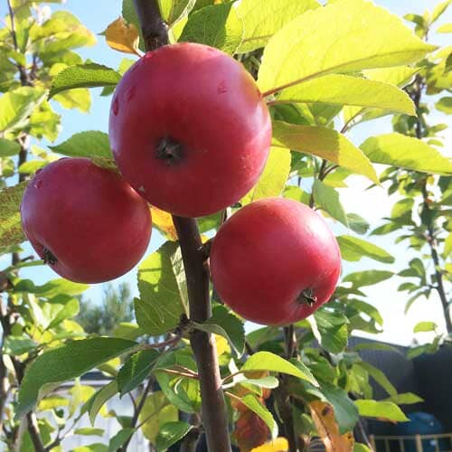 Malus domestica 'Discovery' dessert apple tree bare root fruiting plant.
