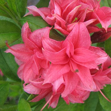 Rhododendron 'Homebush' (Azalea) 3L pot deciduous shrub.