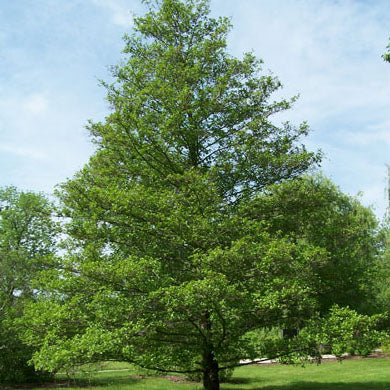 Alnus glutinosa (Alder) bare root tree.