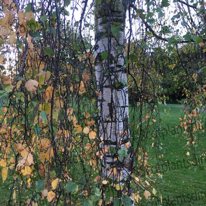 Betula pendula (Silver Birch) 150–165cm bare root tree.