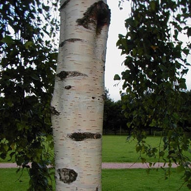 Betula pendula (Silver Birch) 100–125cm bare root tree.