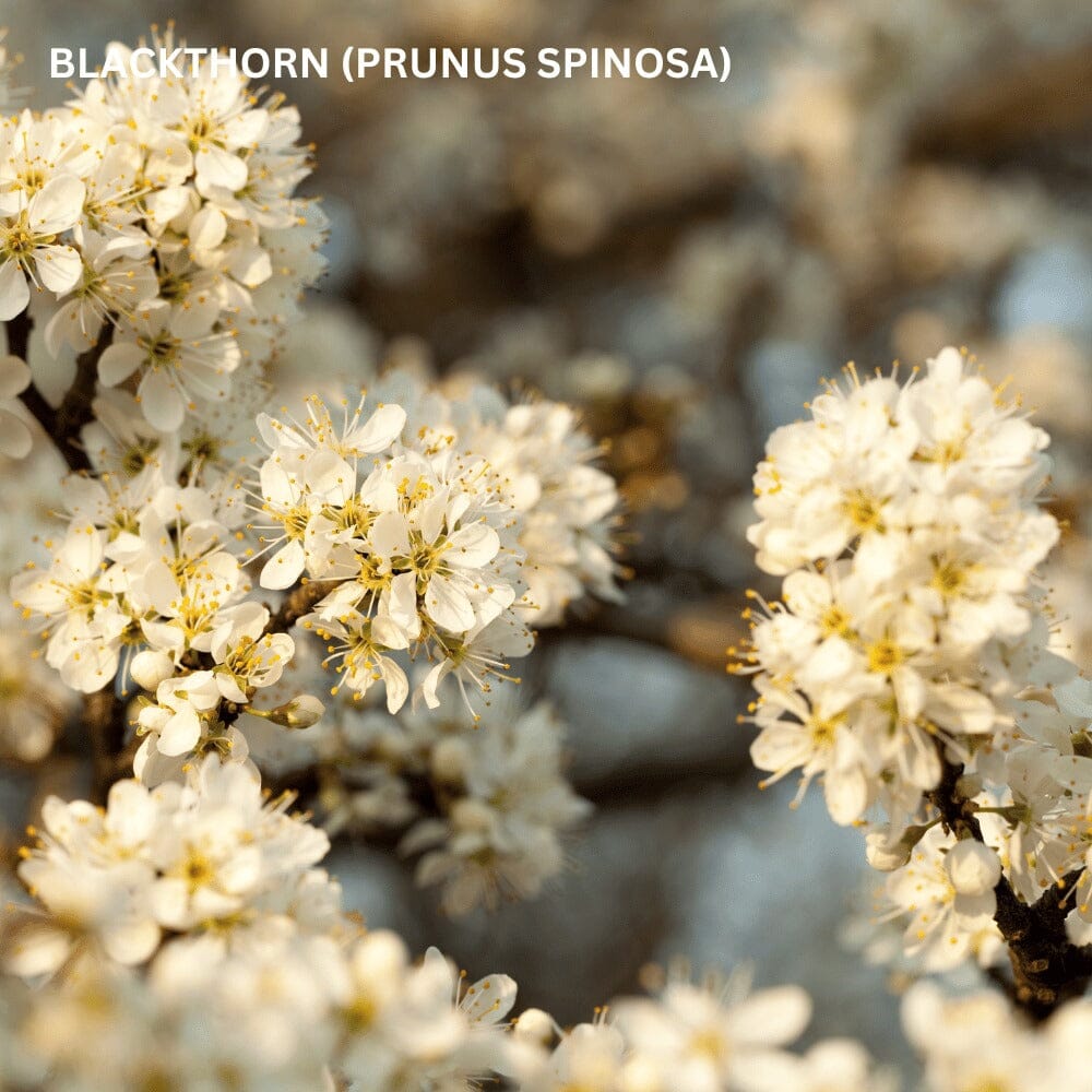 Prunus spinosa (blackthorn) pot grown hedge plant.