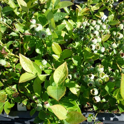 Vaccinium corymbosum 'Blue Gold' (blueberry) 10/40cm pot grown plant.