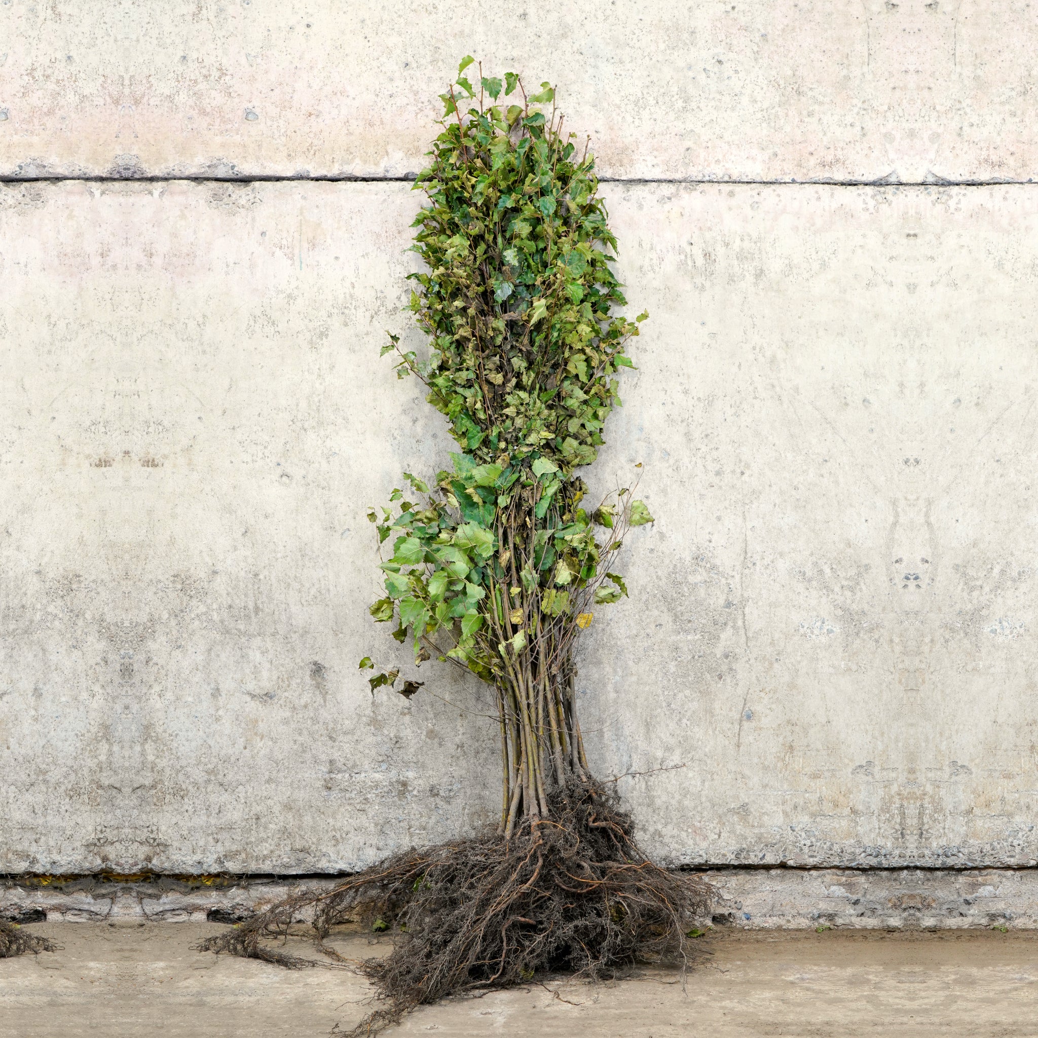 Silver Birch bare root tree 100-125cm