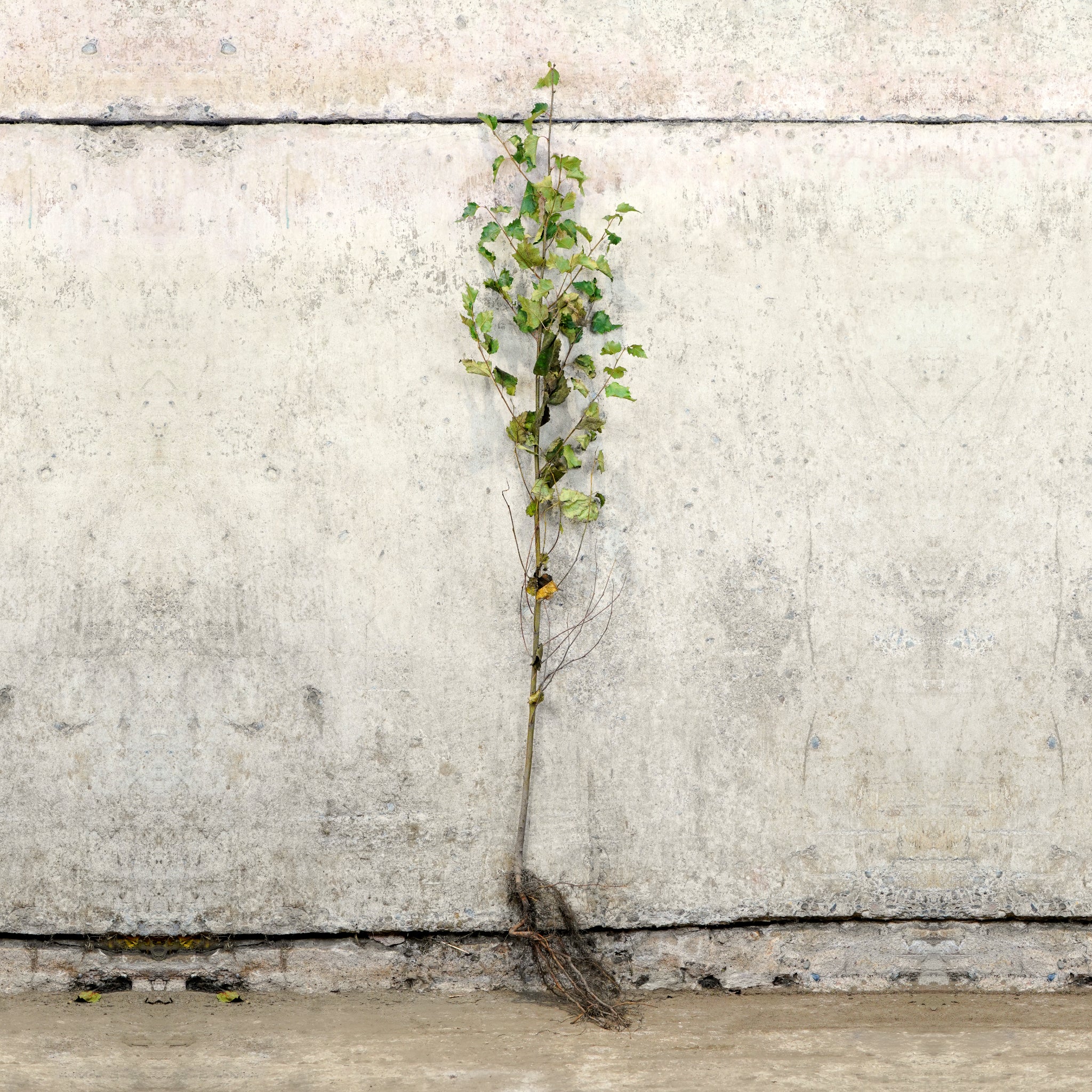 Silver Birch bare root tree 100-125cm