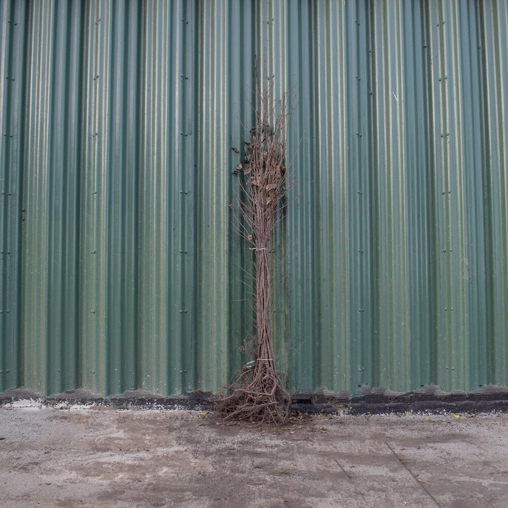 Betula pendula (Silver Birch) 100–125cm bare root.