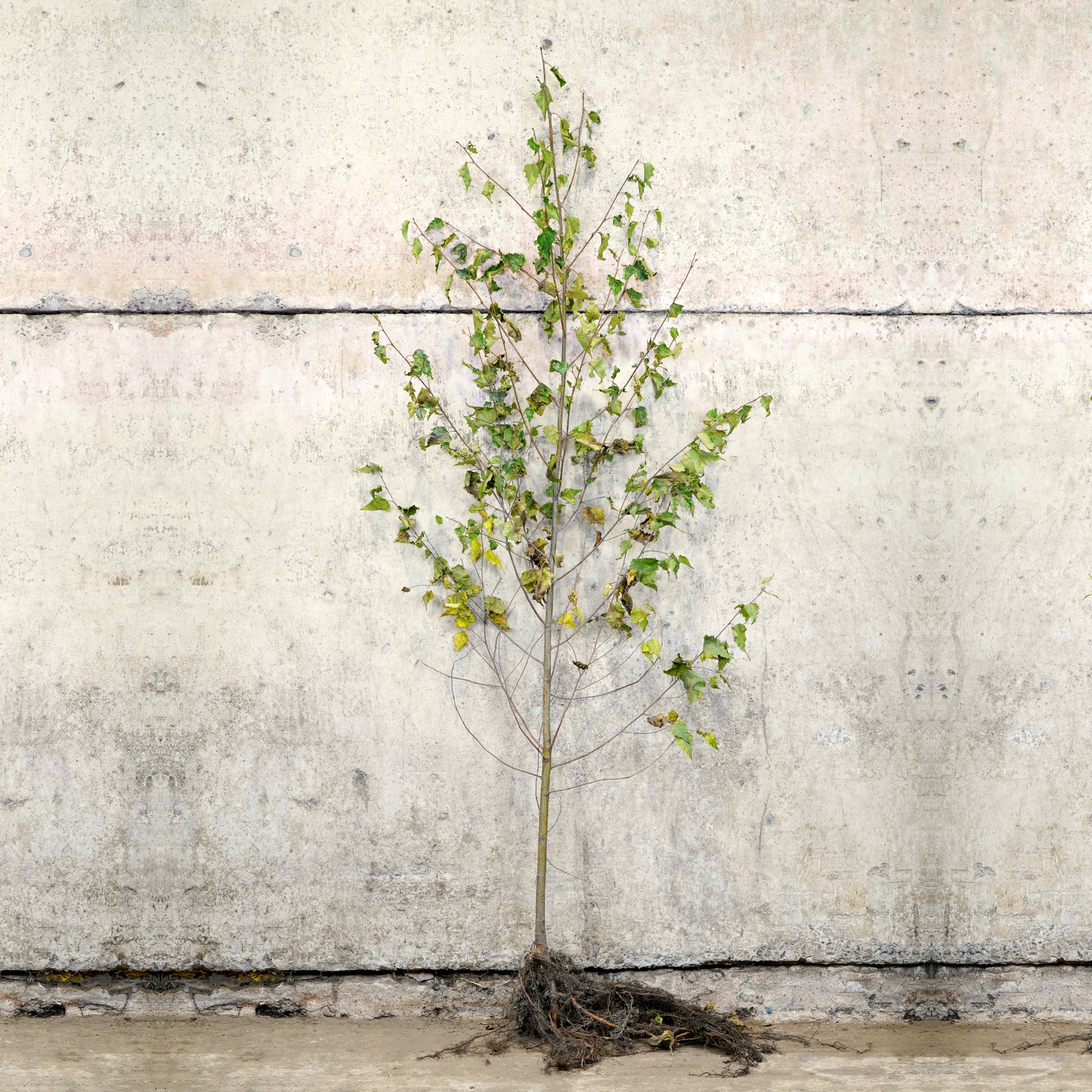 Silver Birch bare root tree 150-175cm – photo 2