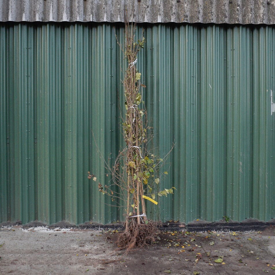 Betula pendula (Silver Birch) 150–165cm bare root tree.