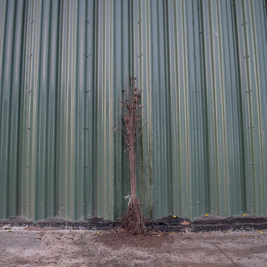 Betula pendula (Silver Birch) 40-60cm bare root.