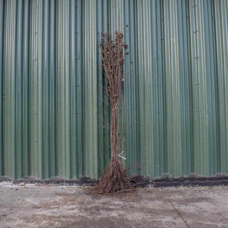 Betula pendula (Silver Birch) 80-100cm bare root tree.