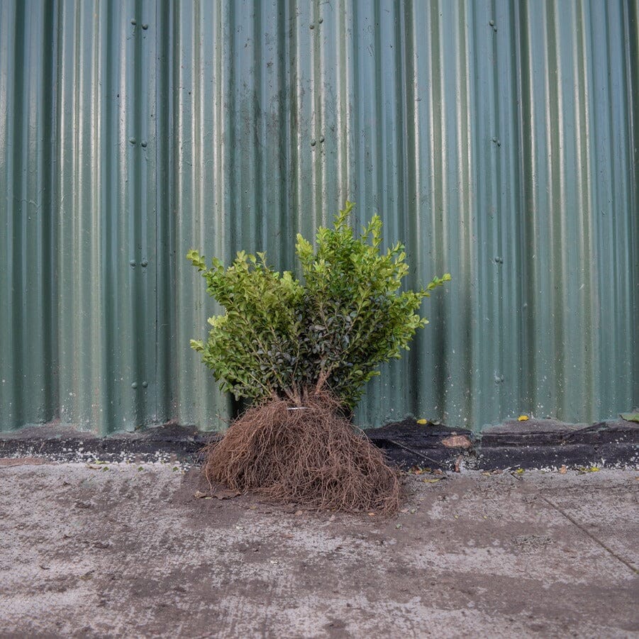 Buxus sempervirens (box hedge) 20-40cm bare root hedging plant.