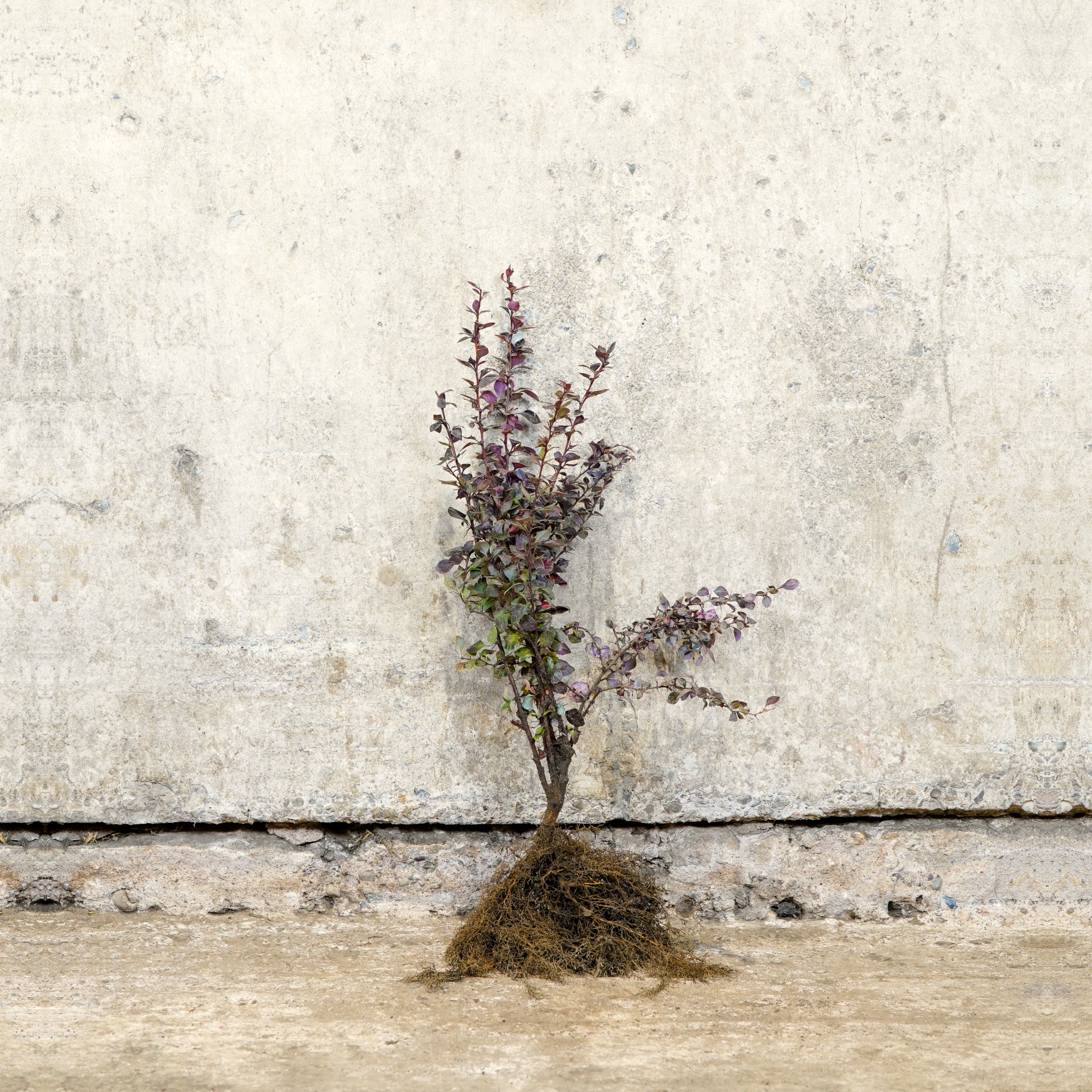 Purple Berberis 20-40cm bare root hedge plant