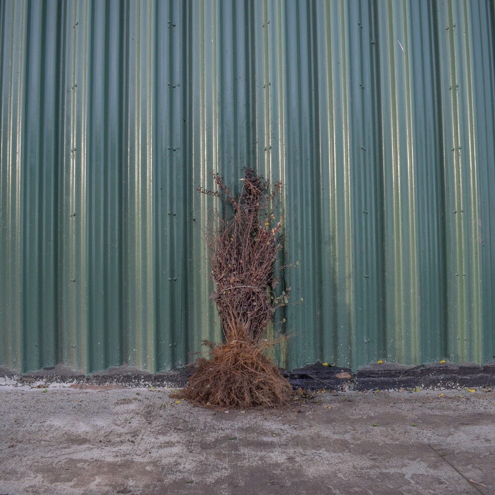 Berberis 'Purple' 20-40cm bare root hedge plant.