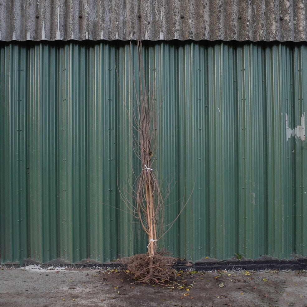Betula jacquemontii (Himalayan white birch) bare root tree.